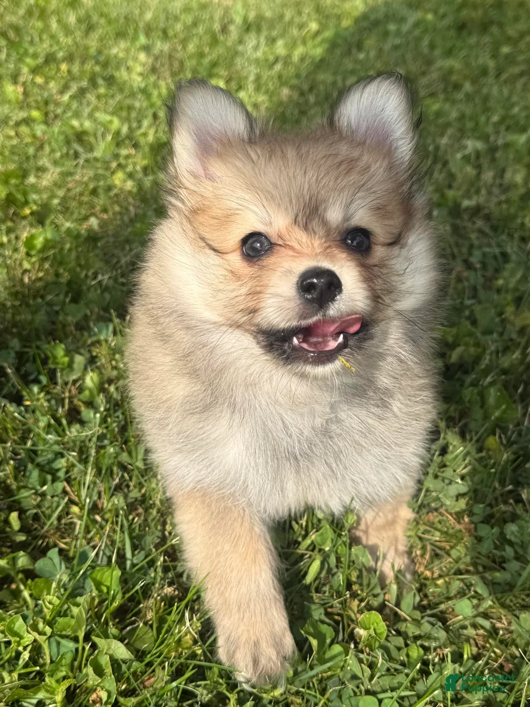 Pomeranian dogs for sale: Pomeranian 1 - Ad 2
