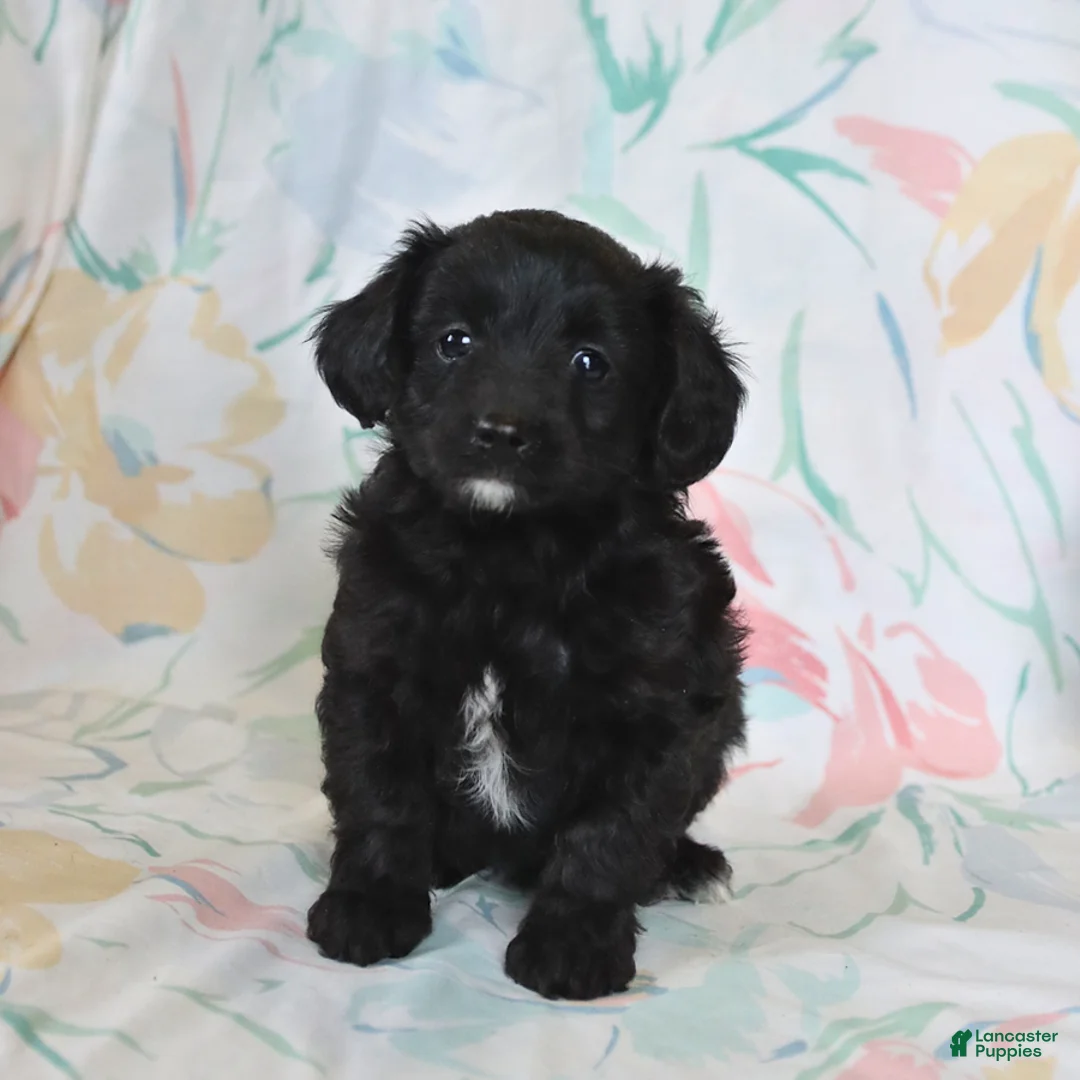 Mini Aussiedoodle dogs for sale: Pixie - Ad 3