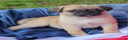 Pug dogs for sale: CinnaBear - Ad 4