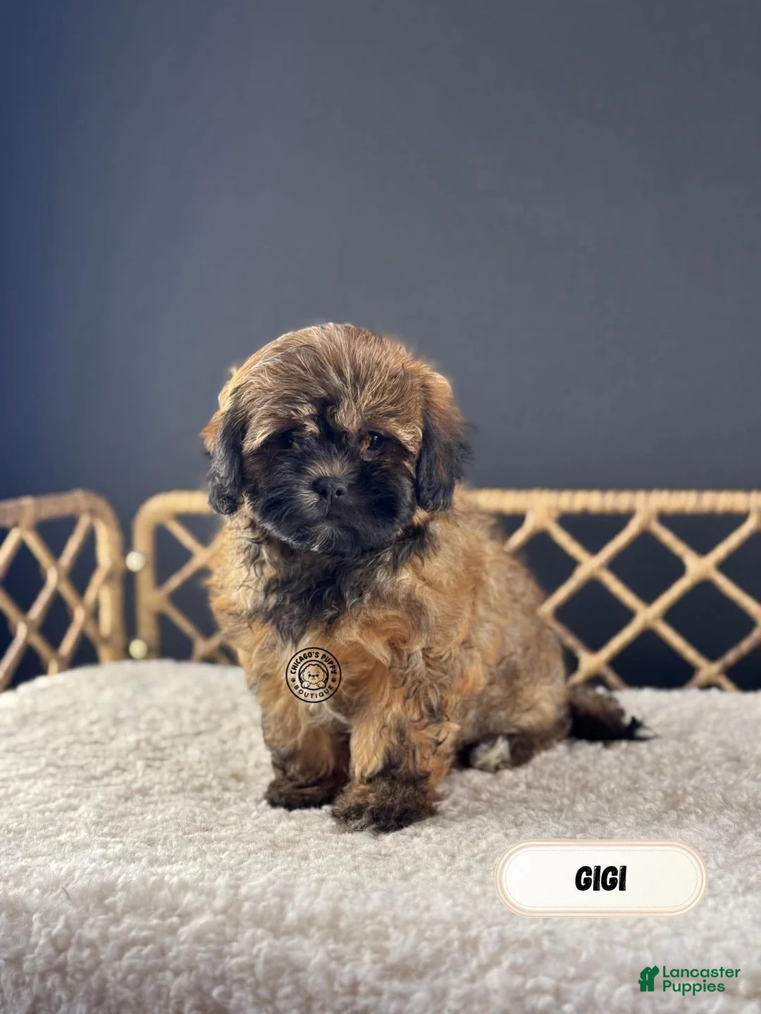 Shihpoo dogs for sale: Shihpoo Puppy 3 months  - Ad 2