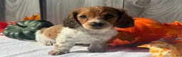 Miniature Dachshund dogs for sale: Hunter - Ad 7