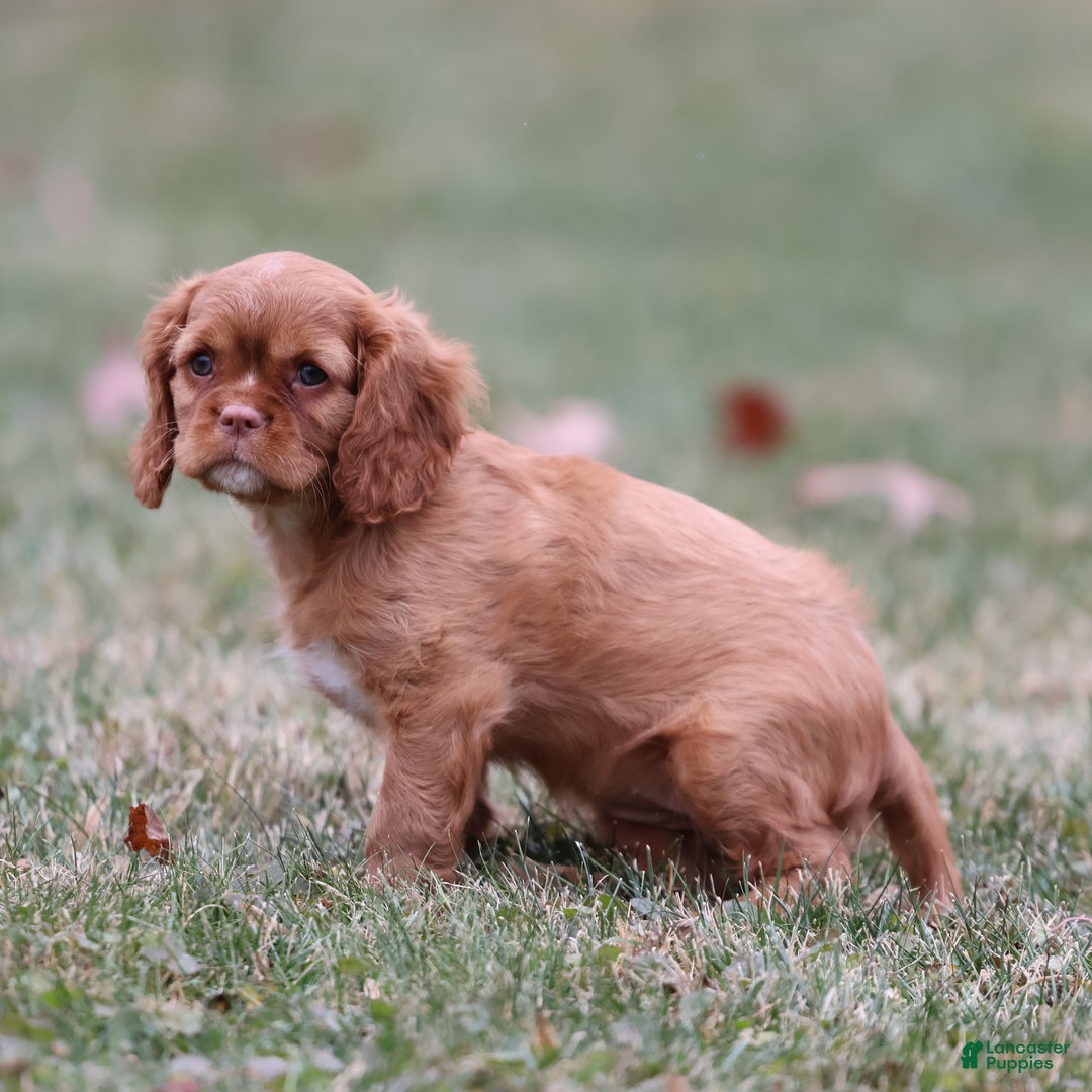 Cavalier King Charles Spaniel dogs for sale: Starburst  - Ad 5