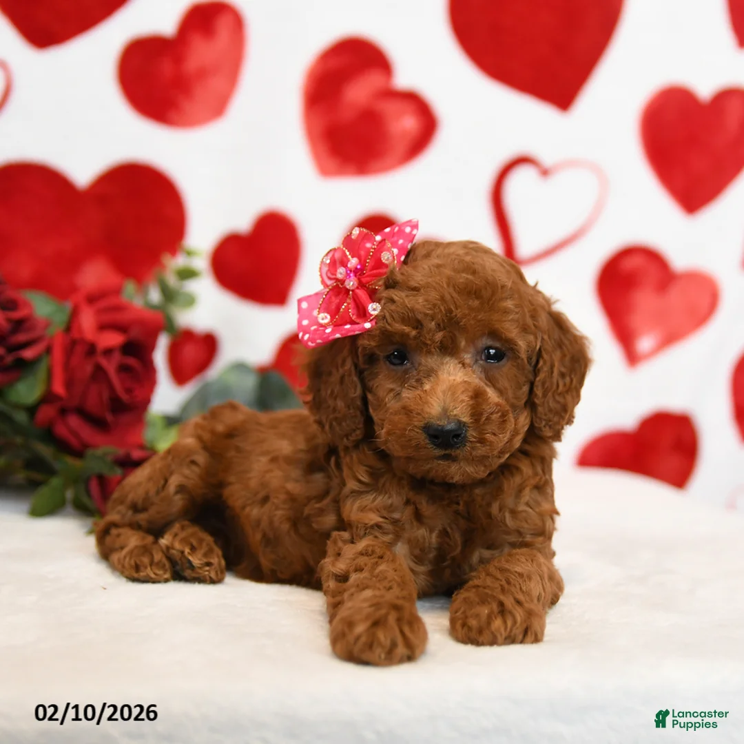 Miniature Poodle dogs for sale: Honey - Ad 4