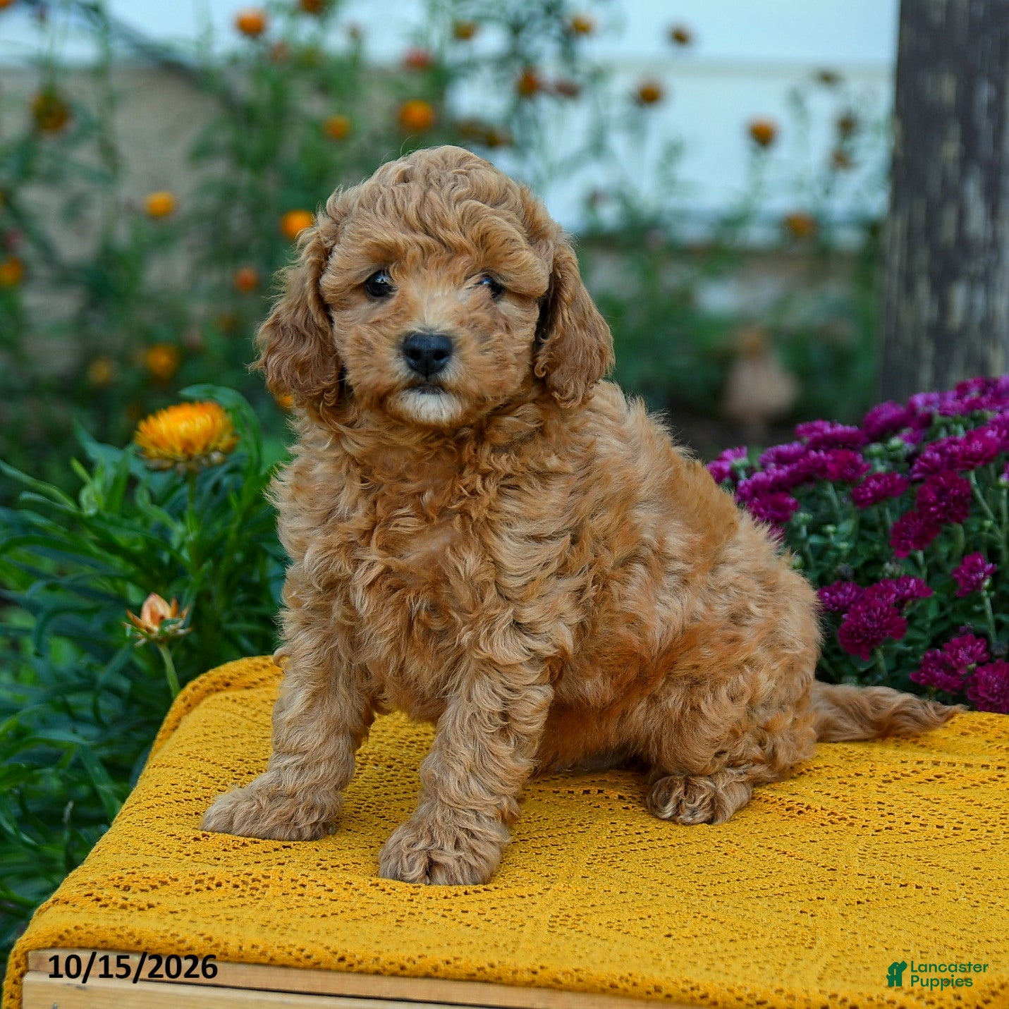 Miniature Labradoodle dogs for sale: Merlot - Ad 1