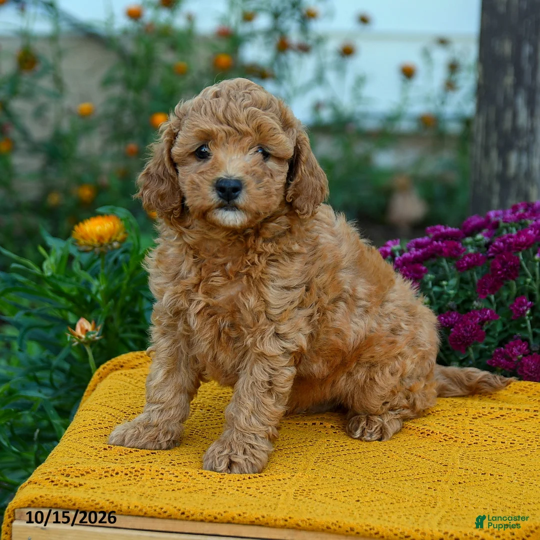 Miniature Labradoodle dogs for sale: Merlot - Ad 1