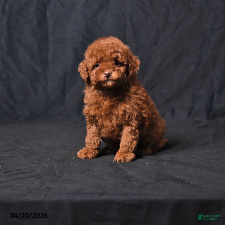 Toy Poodle dogs Zoey - Ad 1