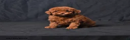 Toy Poodle dogs for sale: Zoey - Ad 1