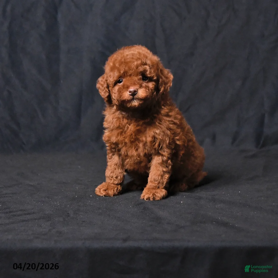 Toy Poodle dogs for sale: Zoey - Ad 1