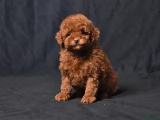 Toy Poodle dogs for sale: Zoey - Ad 4