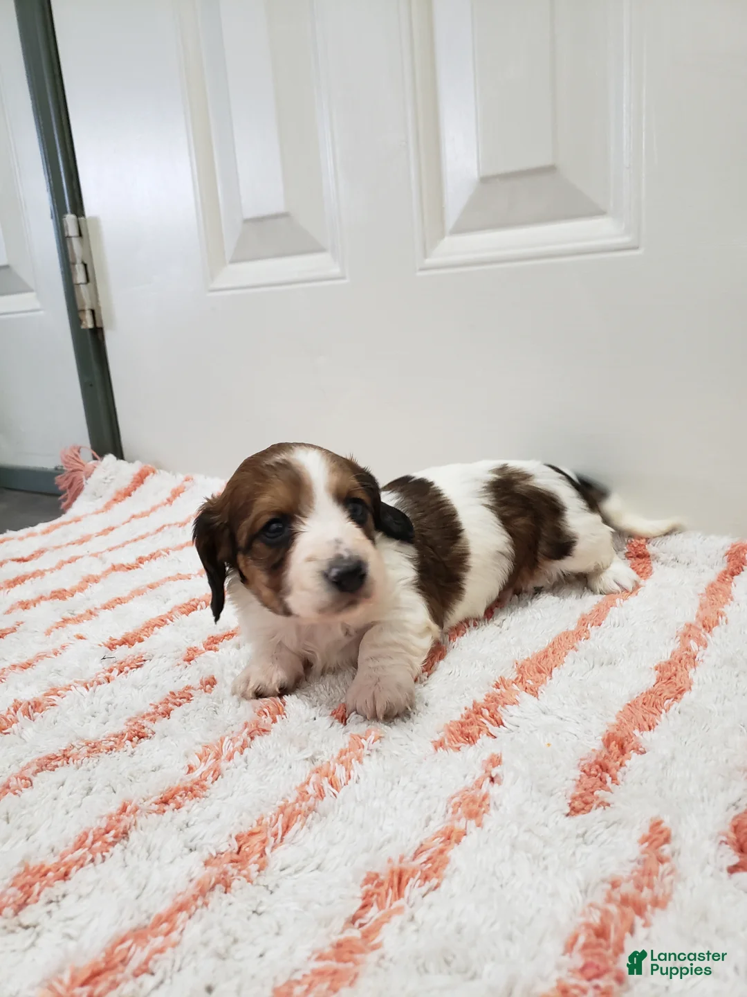 Miniature Dachshund dogs for sale: Rylan - Ad 3