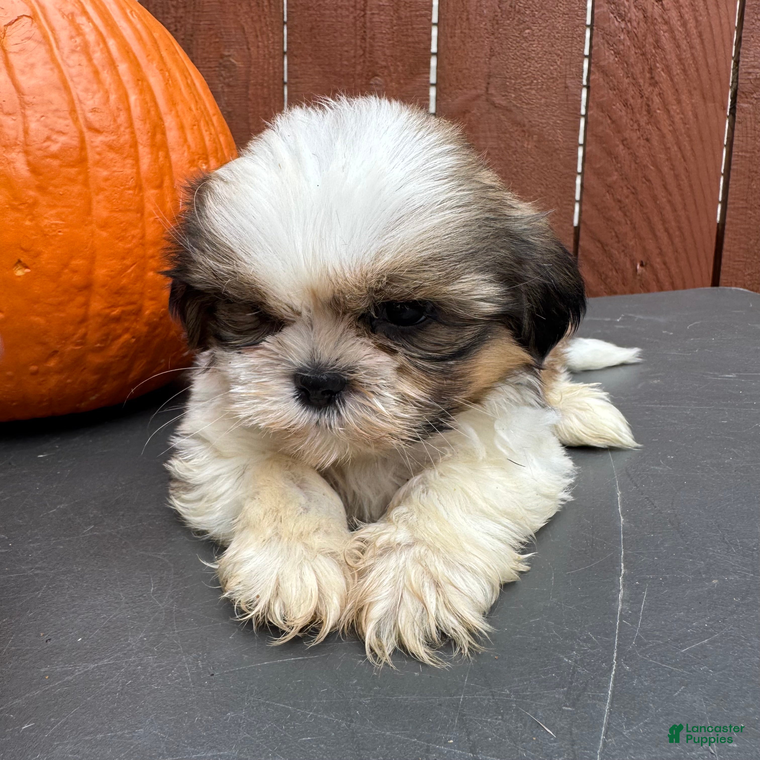 Shih Tzu dogs Fudge - Ad 2