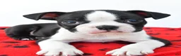 Boston Terrier dogs for sale: Ranger - Ad 5