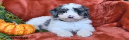 Aussiedoodle dogs for sale: Archie  - Ad 3