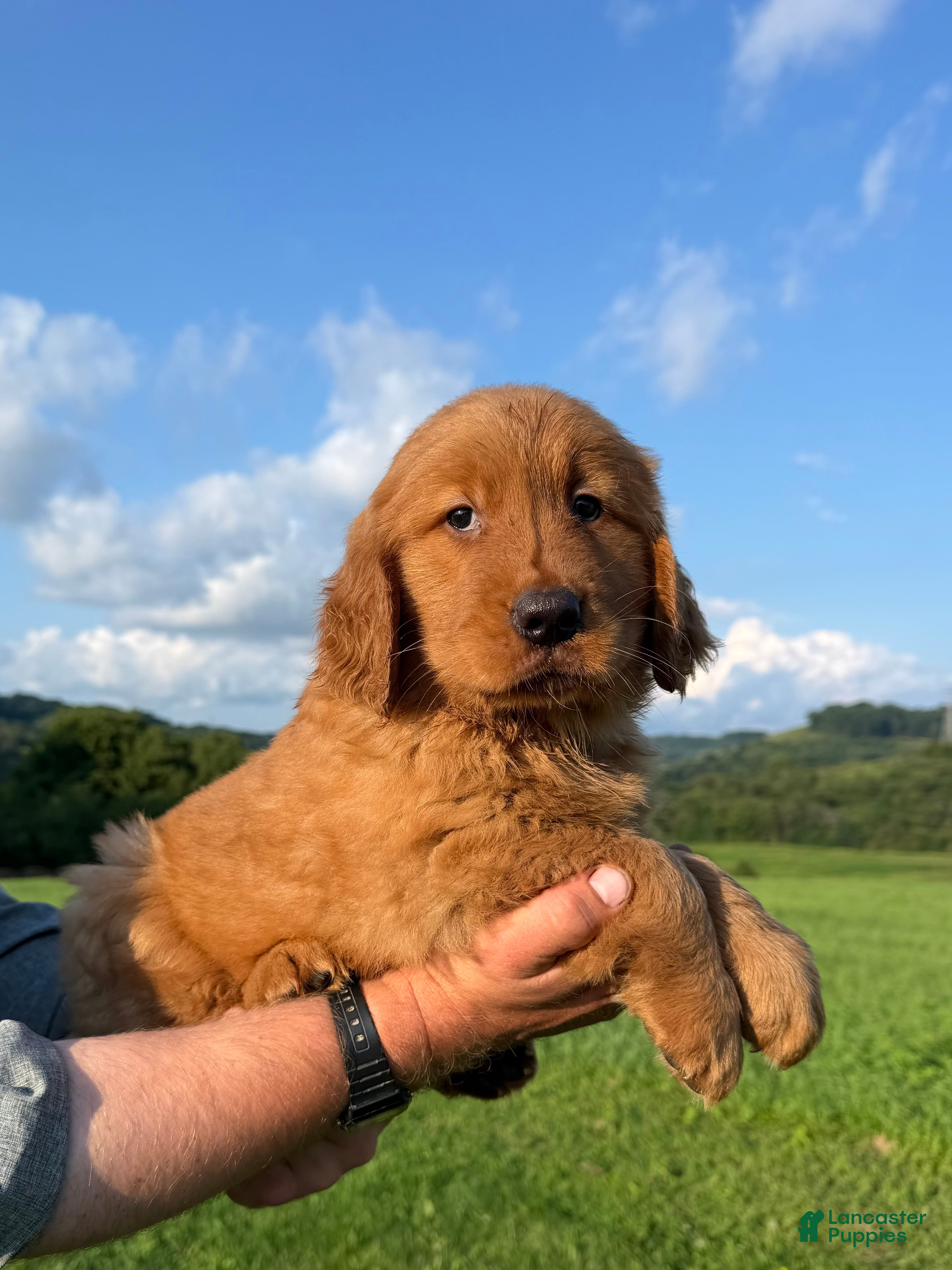 Golden Retriever dogs King - Ad 2