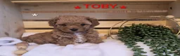 Toy Poodle dogs for sale: Toby  - Ad 1