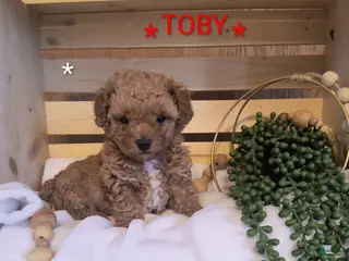 Toy Poodle dogs for sale: Toby - Ad 2