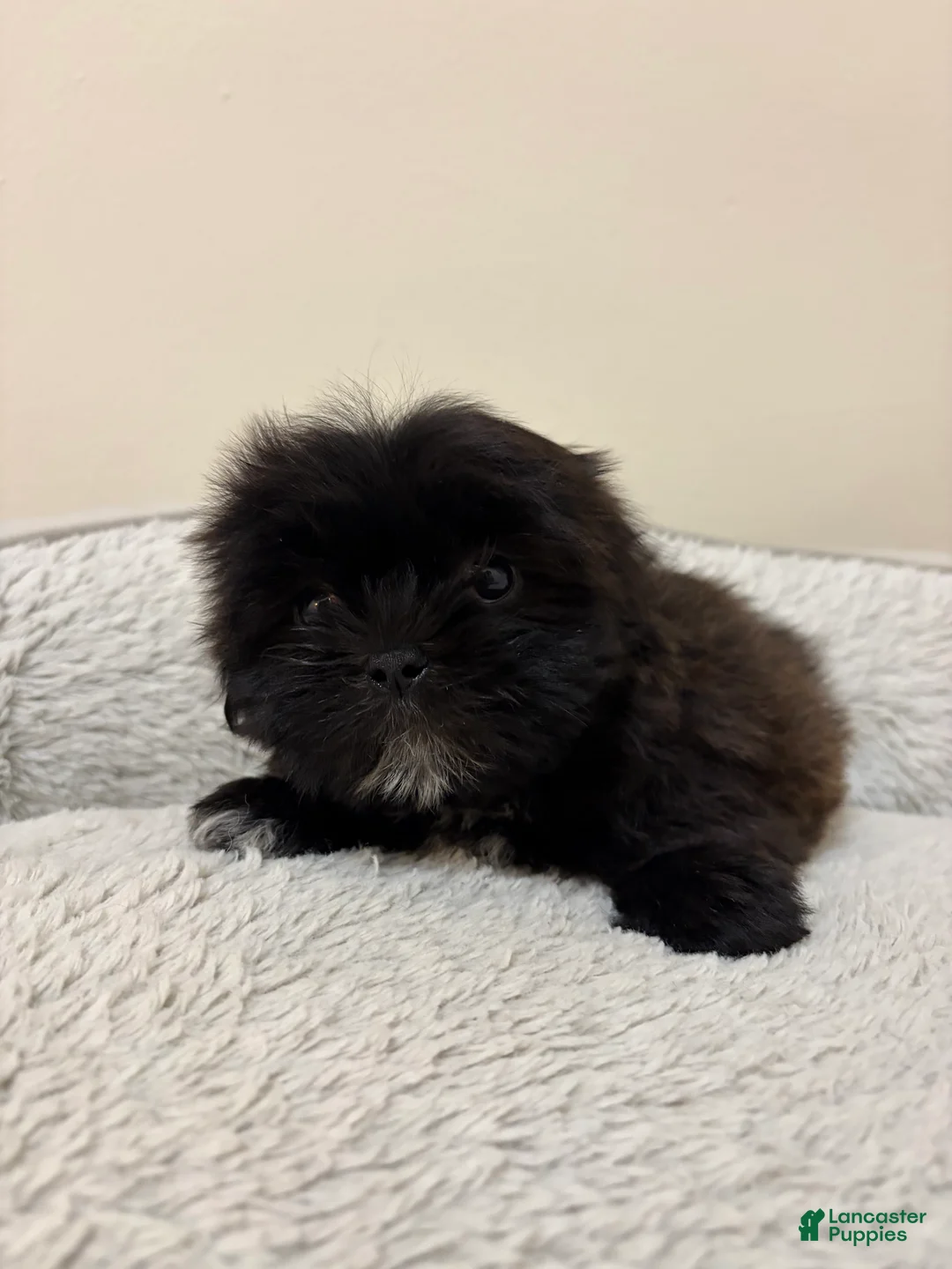 Shih Tzu dogs for sale: Lizzy  - Ad 1