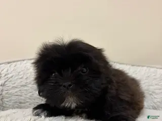 Shih Tzu dogs Lizzy - Ad 26