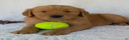 Golden Retriever dogs for sale: Brady - Ad 6
