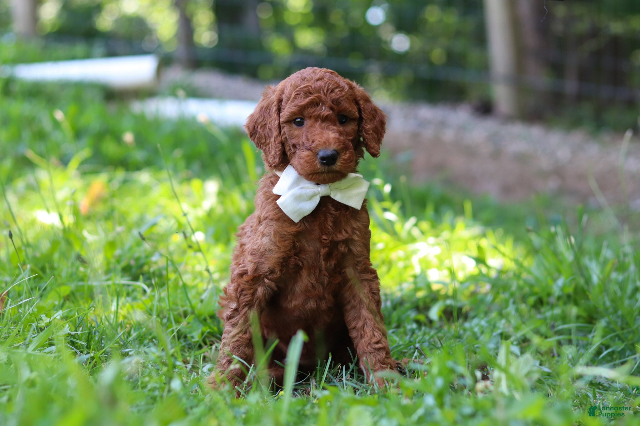 Standard Poodle dogs Janelle AKC - Ad 1