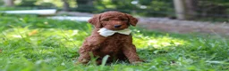 Standard Poodle dogs for sale: Janelle AKC - Ad 5