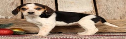 Beagle dogs for sale: Joy - Ad 2