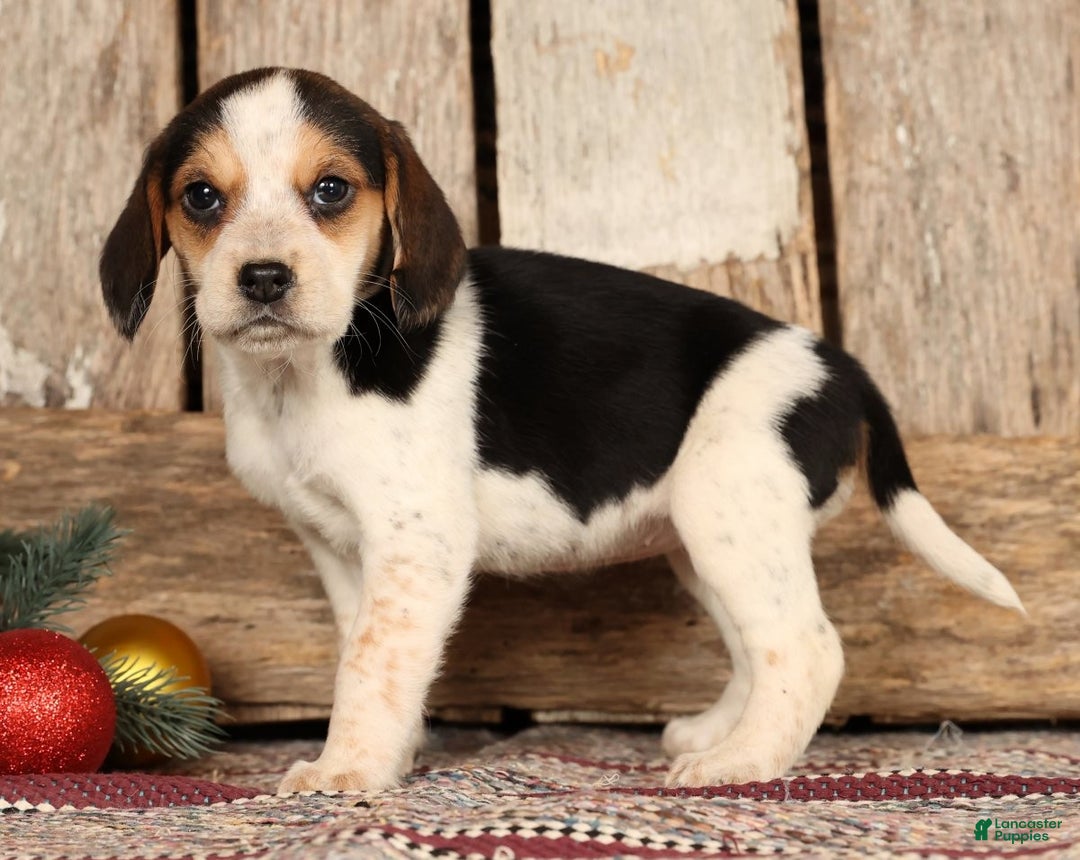 Beagle dogs for sale: Joy - Ad 2