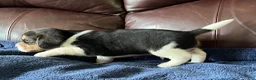 Beagle dogs for sale: Beagle 2 - Ad 35