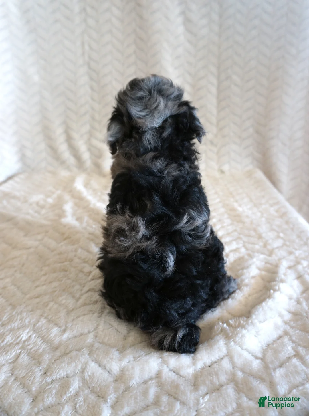 Toy Poodle dogs for sale: Lilly - Ad 5