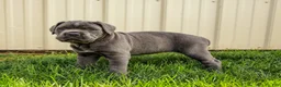 Cane Corso dogs for sale: Alaska (Champion Bloodline) - Ad 7