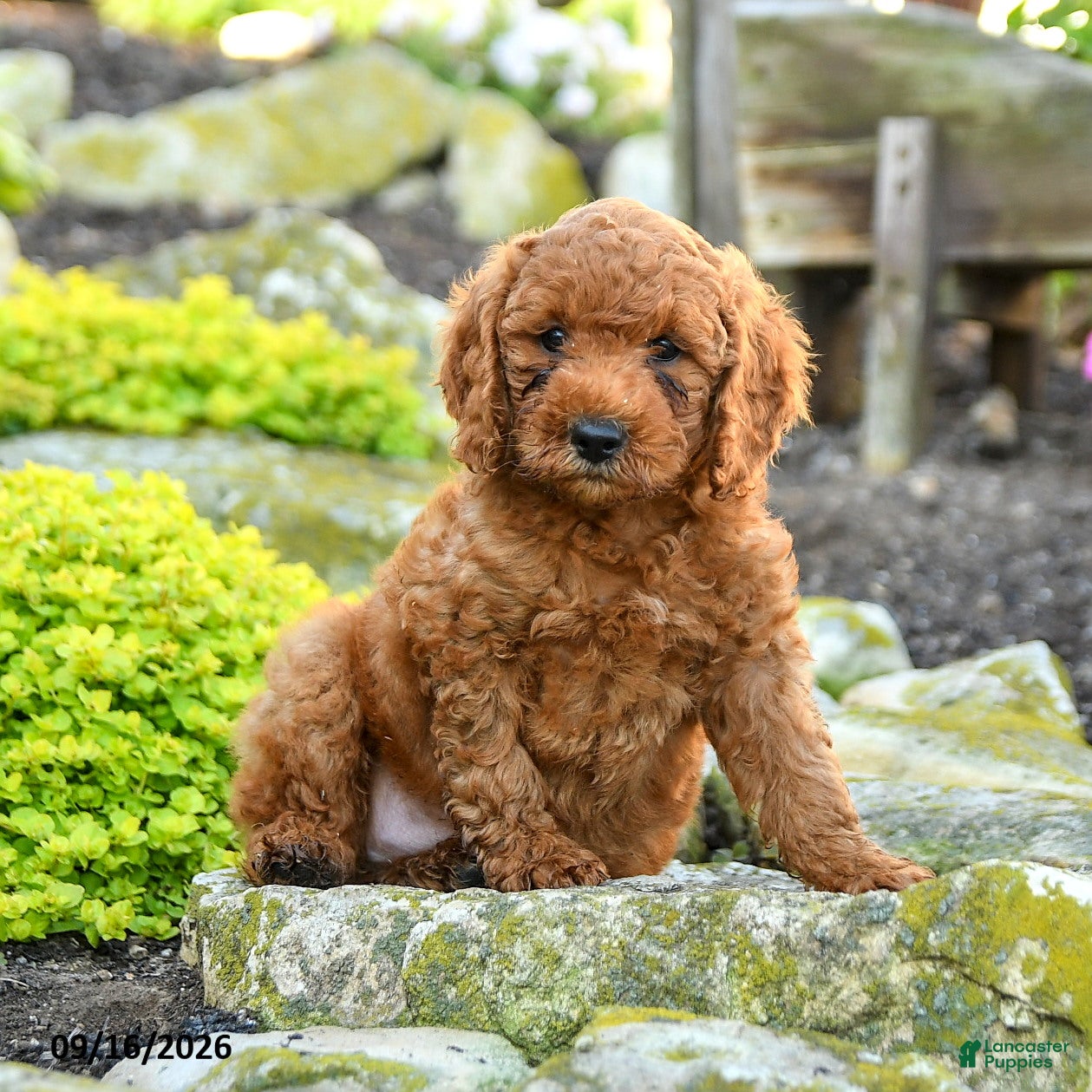 Miniature Poodle dogs Teddy - Ad 1