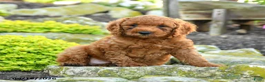 Teddy