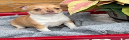 Chihuahua dogs for sale: Crystal - Ad 1