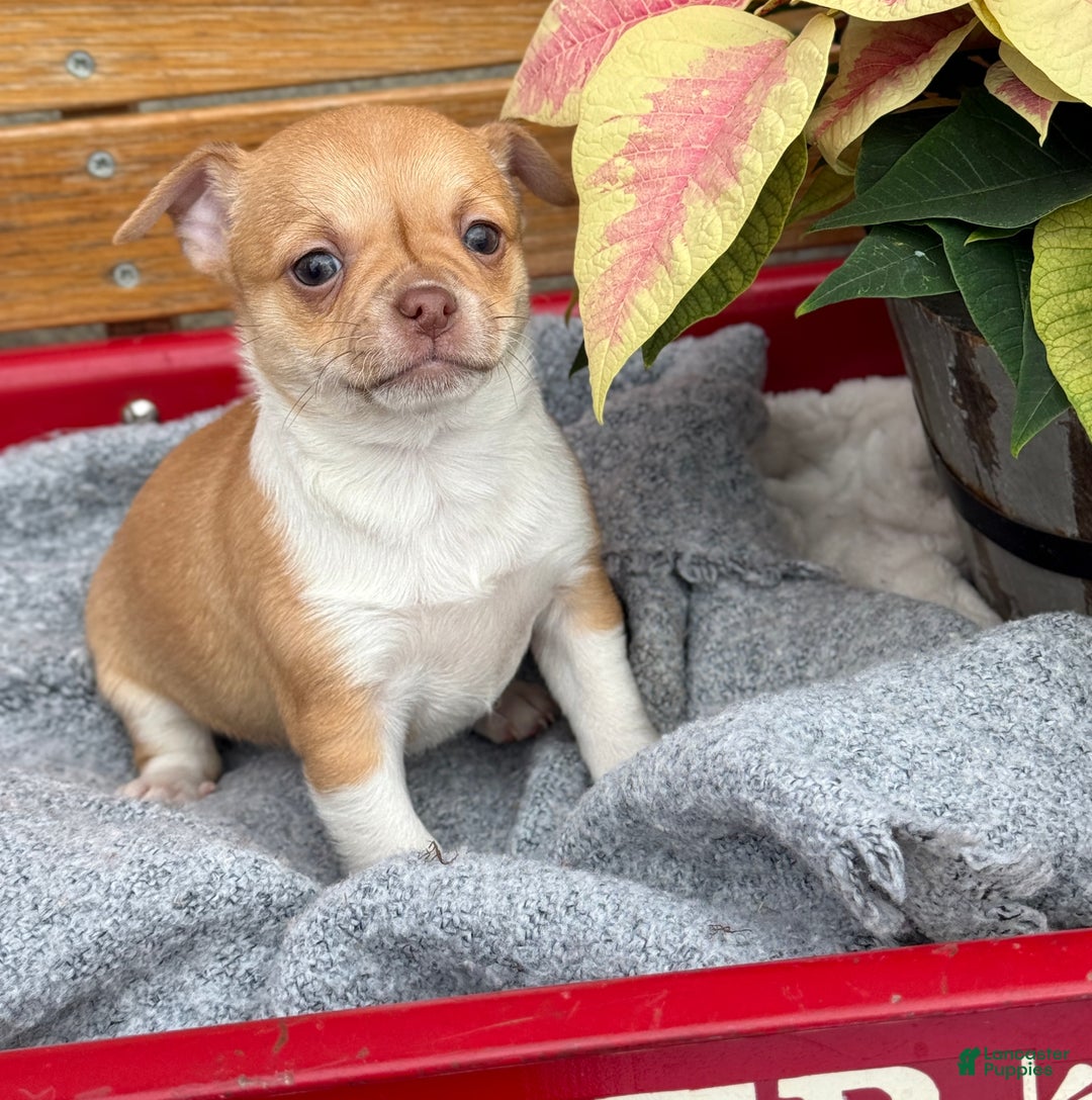 Chihuahua dogs for sale: Crystal - Ad 1
