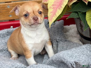 Chihuahua dogs Crystal - Ad 2