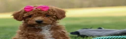 Miniature Poodle dogs for sale: Zuzu - Ad 3