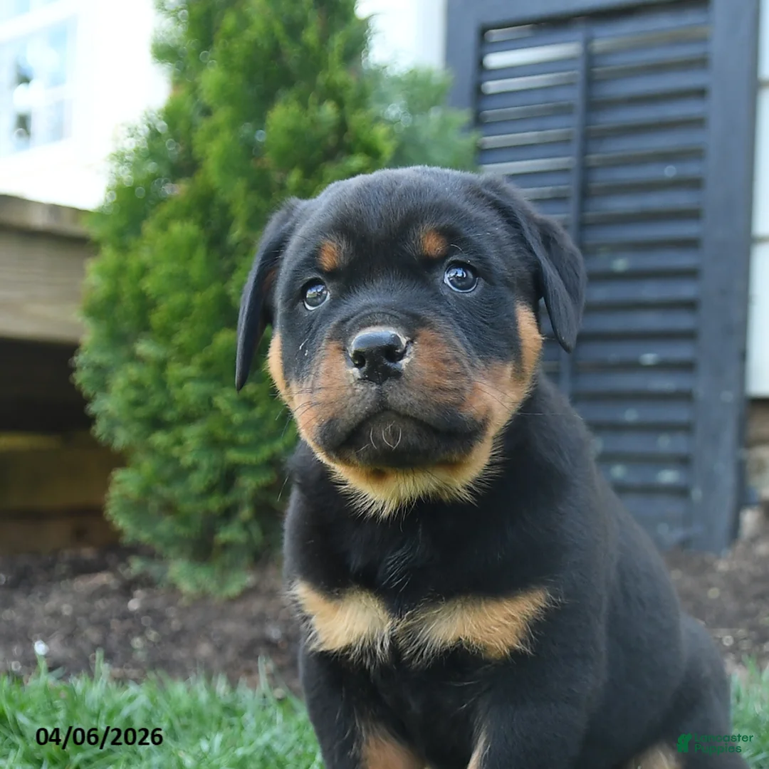 Rottweiler dogs for sale: Clancy - Ad 2