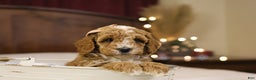 Goldendoodle dogs for sale: Twinkle - Ad 4