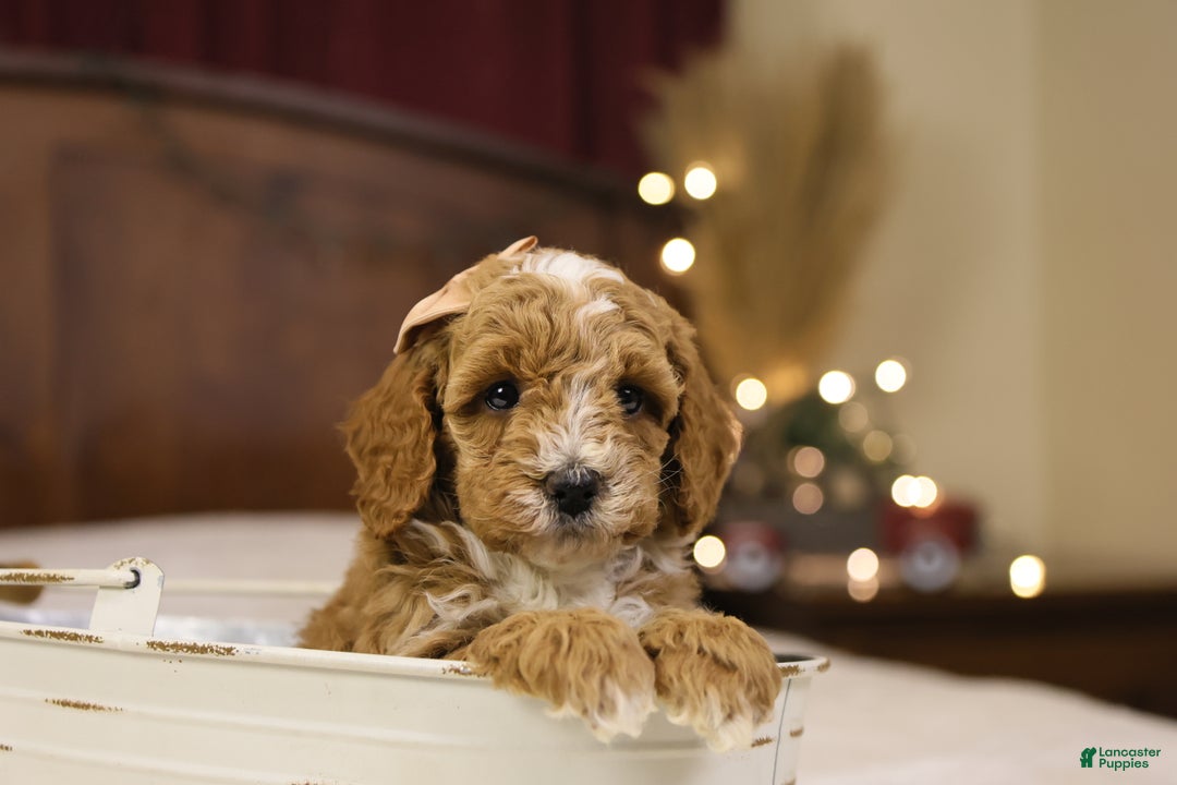 Goldendoodle dogs for sale: Twinkle - Ad 4