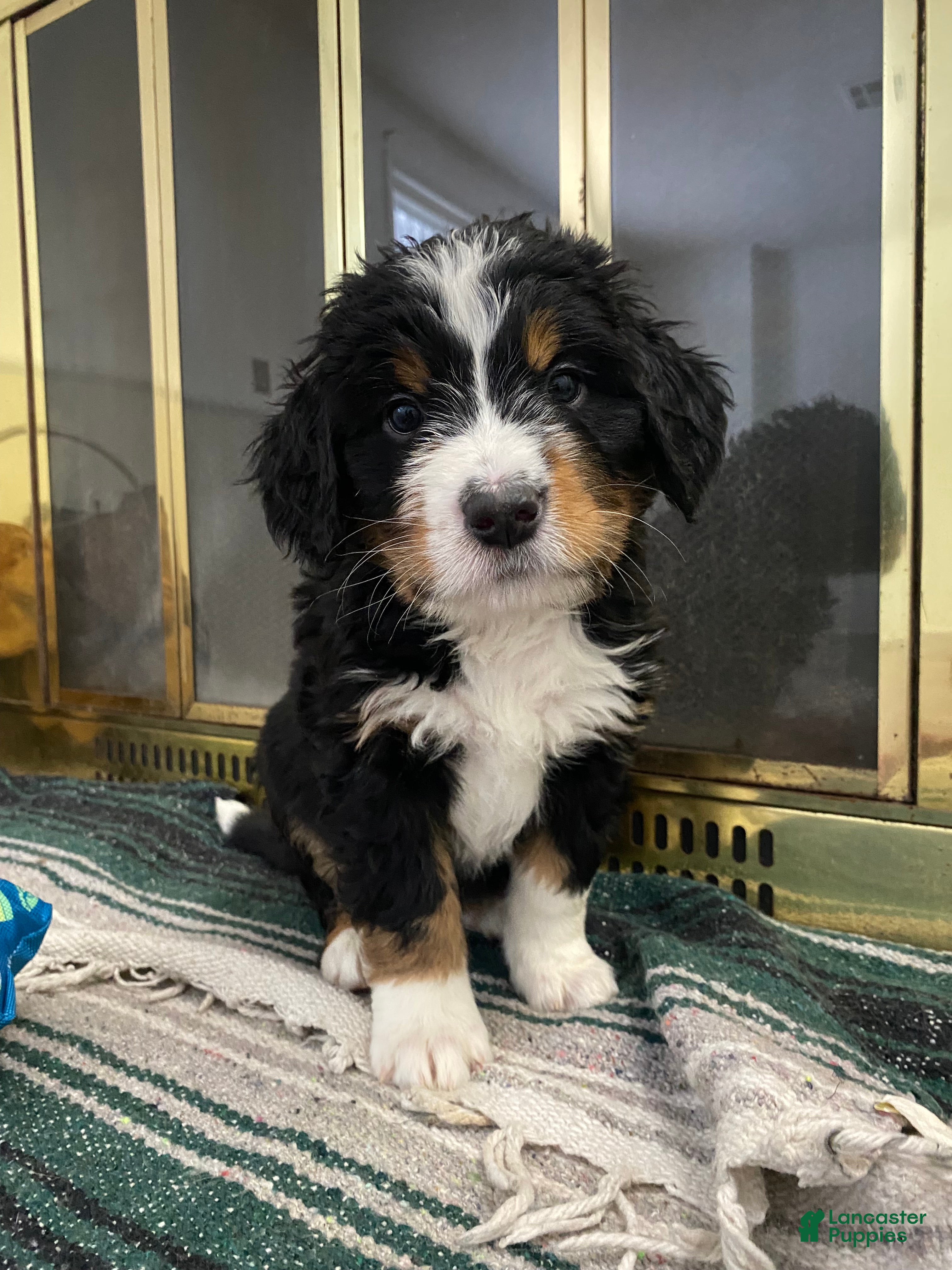 Bernedoodle dogs Bernedoodle Puppy Duke  - Ad 25