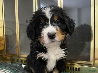 Bernedoodle dogs Bernedoodle Puppy Duke - Ad 25
