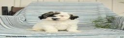 Shihpoo dogs for sale: Snoopy - Ad 2