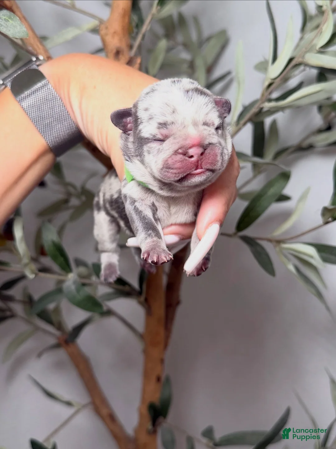 French Bulldog dogs for sale: Spellbound-Merle - Ad 2