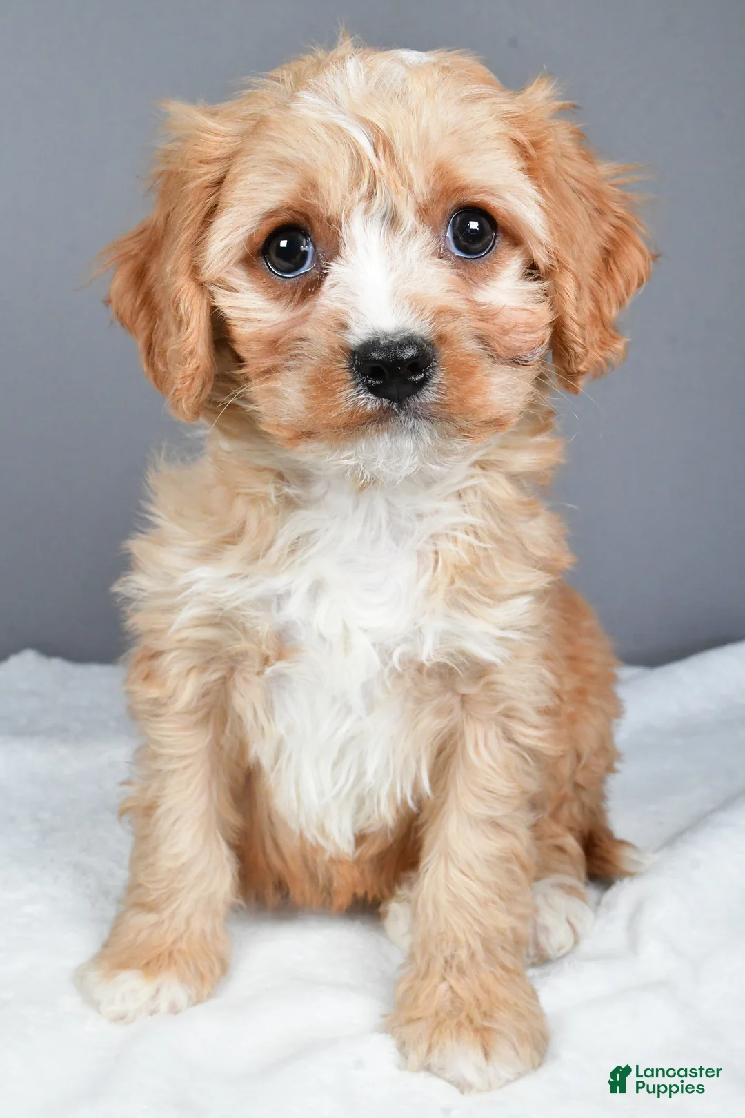Cavachon dogs for sale: Rocky - Ad 6