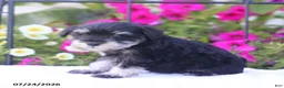 Miniature Schnauzer dogs for sale: Cliffton - Ad 4