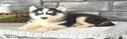 Siberian Husky dogs for sale: Laker - Ad 4