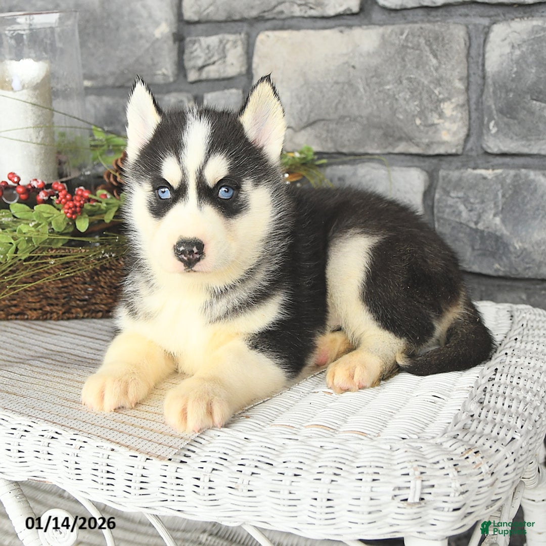 Siberian Husky dogs for sale: Laker - Ad 4