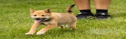 Shiba Inu dogs for sale: Jasper  - Ad 4