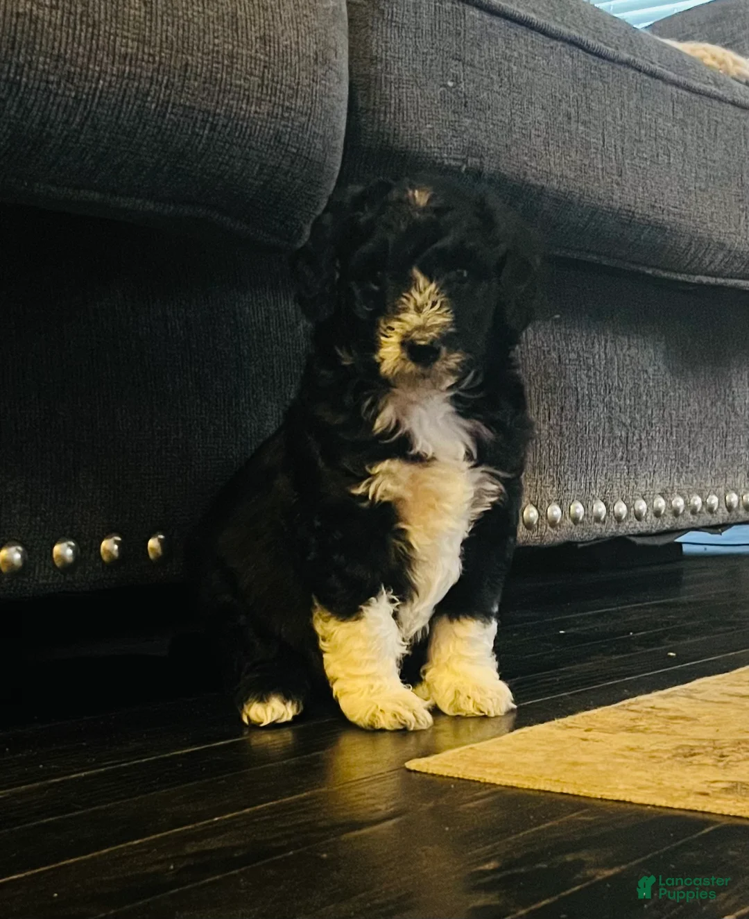 Aussiedoodle dogs for sale: Scarlet  - Ad 1