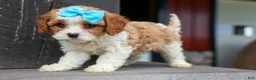 Cavapoo dogs for sale: Victor 🐾 - Ad 13